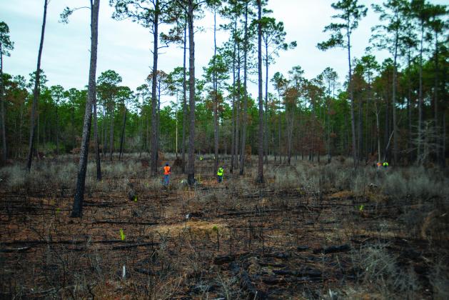 Volunteers walk among sparsely populated forest growth in the Big Thicket National Preserve 