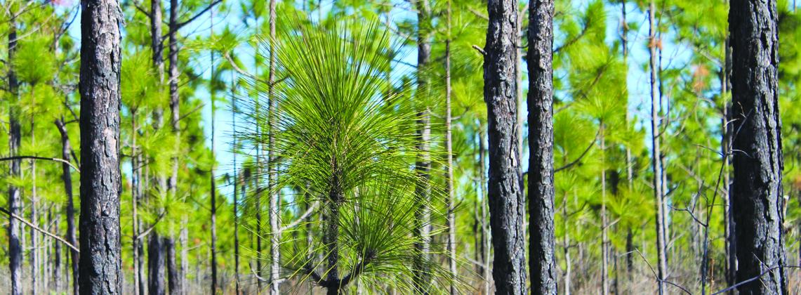 Longleaf pine. 