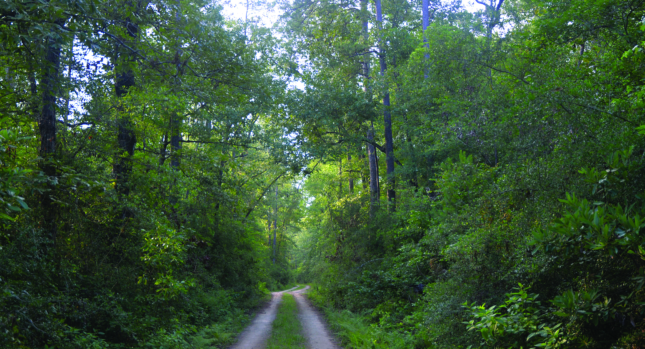 Big Thicket National Preserve 