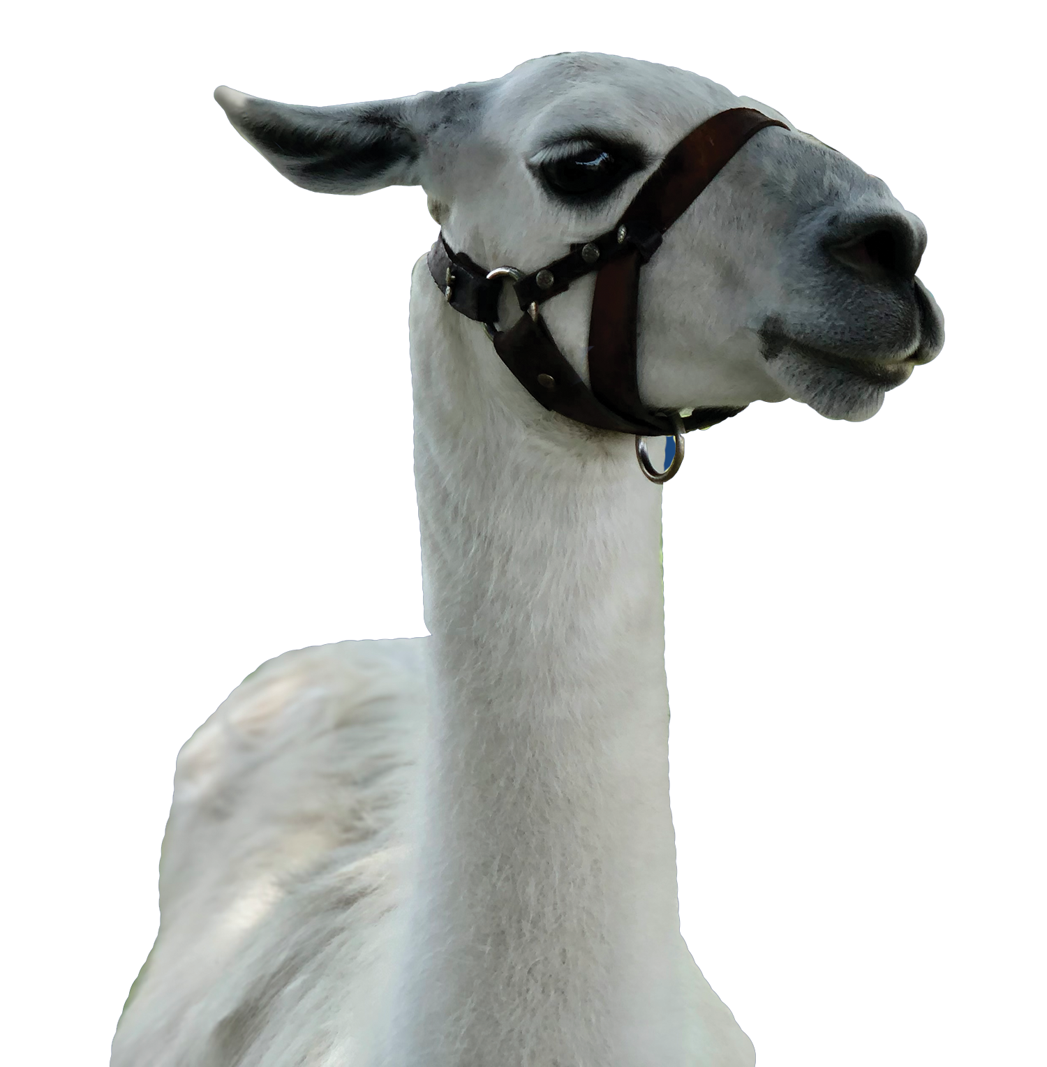 Llama