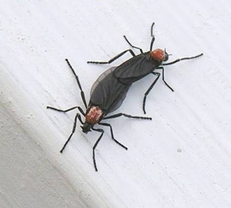 Love bugs 