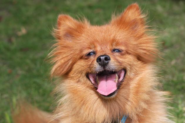 Happy dog