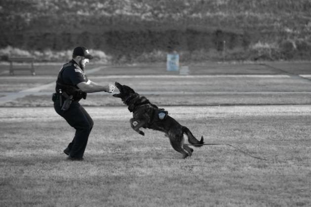 K9 Hutch