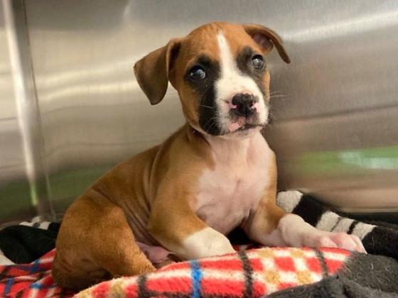 For more information regarding adopting, call BAC at (409) 838-3304.