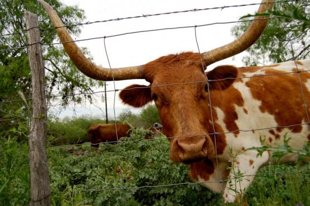 Texas Longhorn