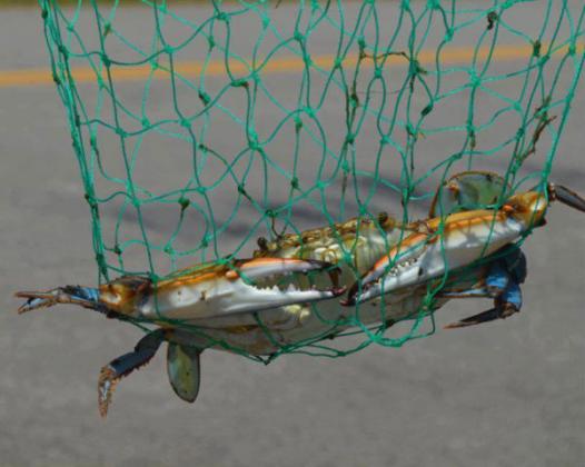 Crabbing 101