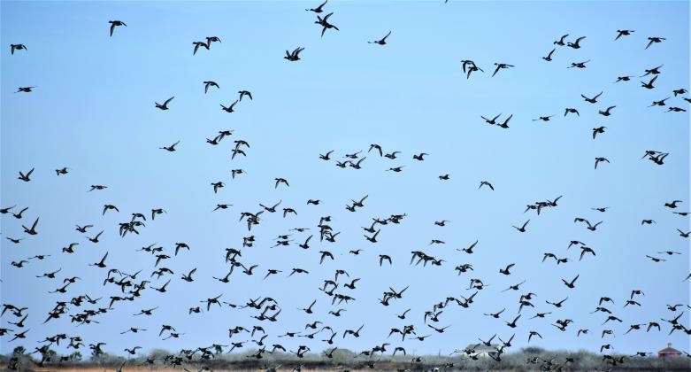 The South Zone duck season opener was better than expected, with the best shooting taking place on flooded fields and small lakes. A whole lot of teal fills limits, with a scattering of pintails.