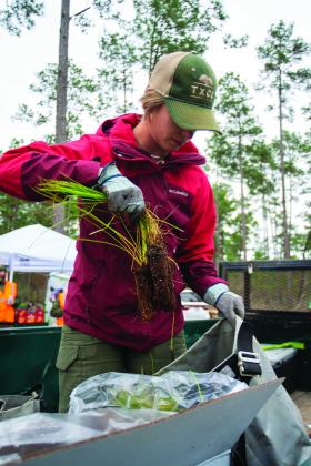 A volunteer works to plant trees at Big Thicket National Preserve