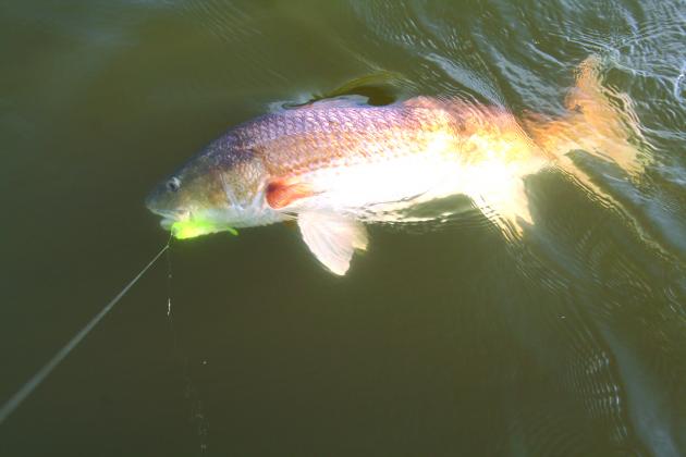 Catching reds like this one on Sabine Lake has been good lately, with one of the best lures being a red shad Assassin rigged up on a 1/4 ounce jig head.