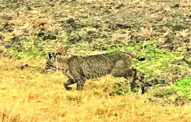 'Definitely not the best photo I've ever shot with my cell phone, this is the bobcat I watched eat a dead duck last Saturday morning' - Robert Sloan 