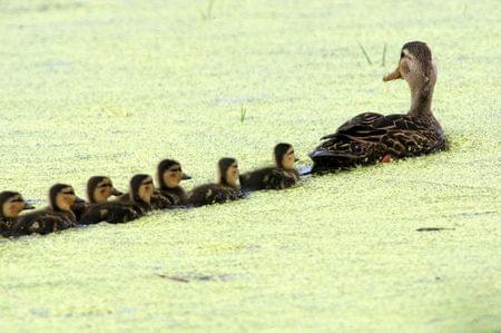 Several species of animals, such as these mottled ducks, are in danger of losing their habitats at the McFaddin Wildlife Refuge due to coastal erosion.