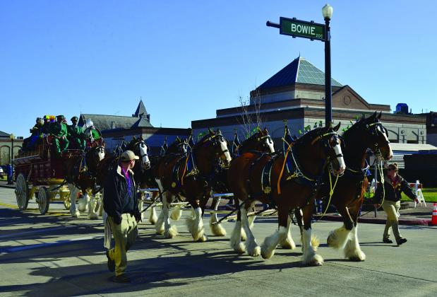 World-Famous Budweiser Clydesdale Horses photo by John Fulbright