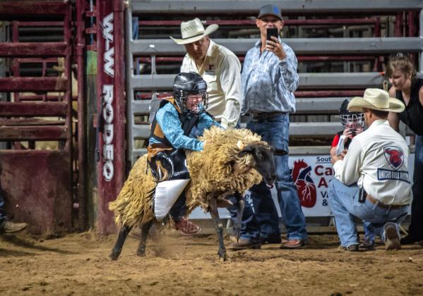 Mutton bustin'