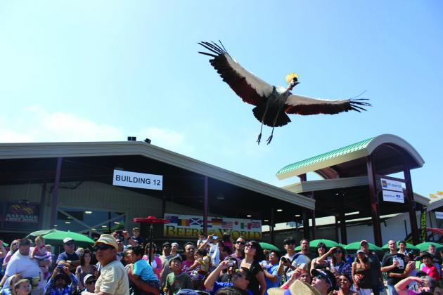 The Bird Man Show from Las Vegas