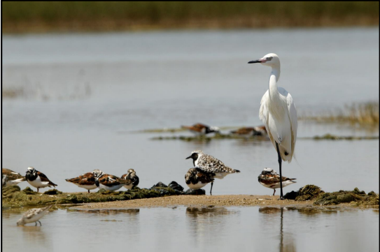 Deepwater Horizon oil spill Draft Restoration Plan released