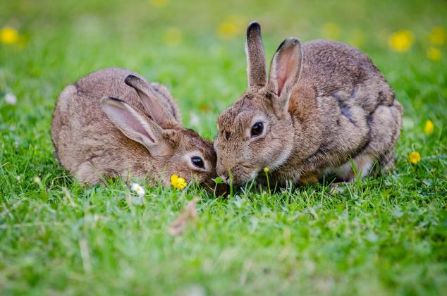 Bunnies. 