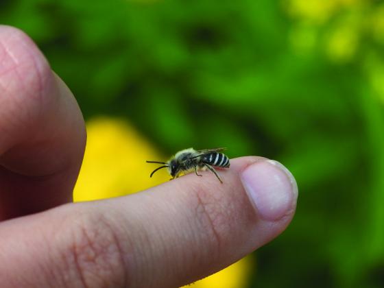 Honey Bee