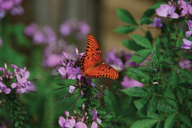Butterfly