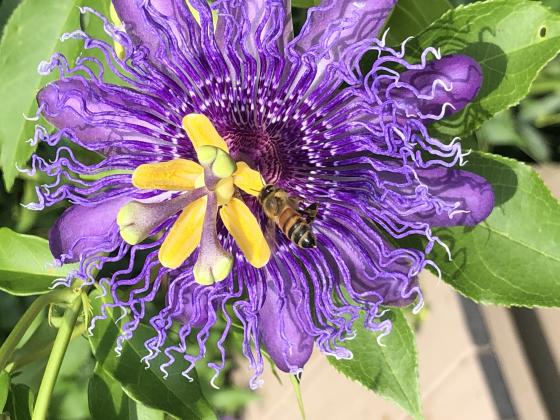 Honey Bee