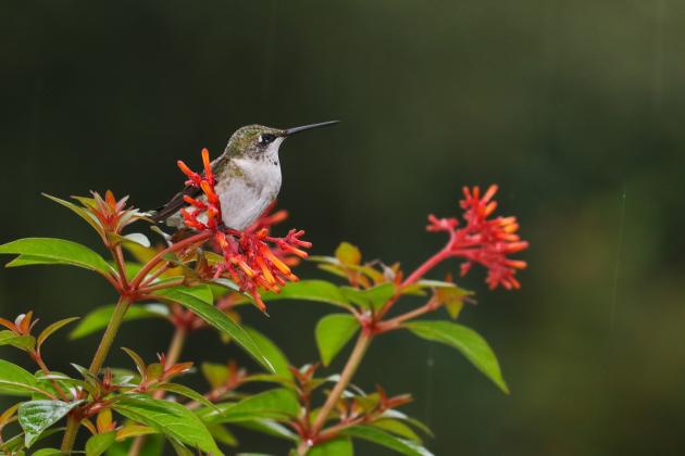 Hummingbird