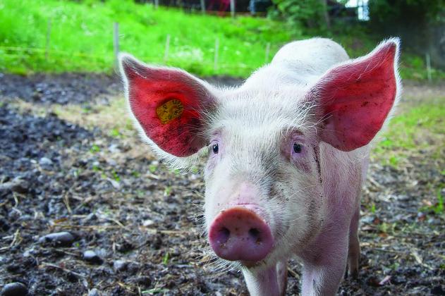A pig with an ear tag
