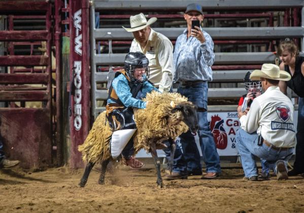 Mutton bustin'