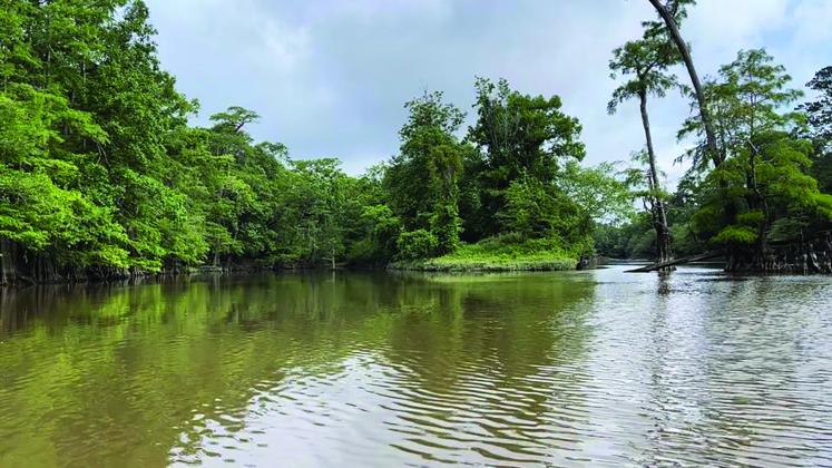 A photo of Village Creek State Park