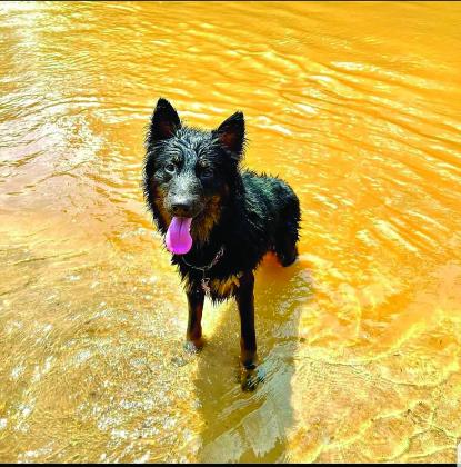 A dog standing in water