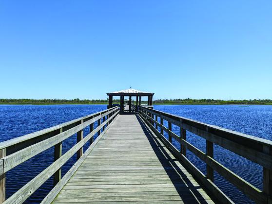 Cattail Marsh