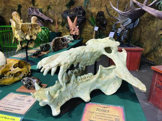 Dino Skull