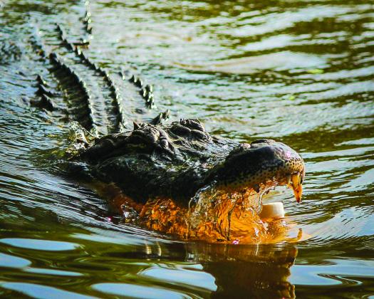 alligator