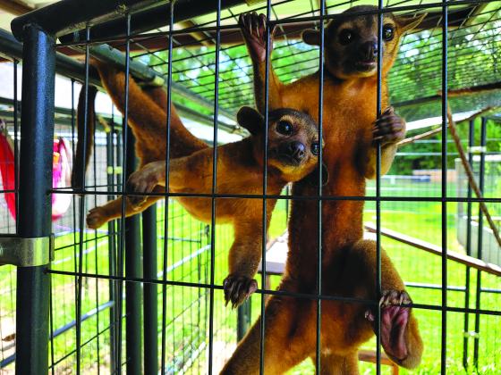 Kinkajous also known as honey bears 