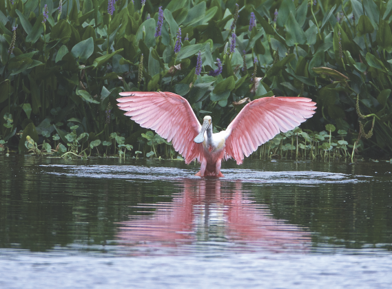 A wild bird spreads its wings over the water 