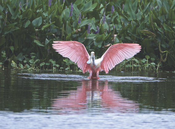 A wild bird spreads its wings over the water