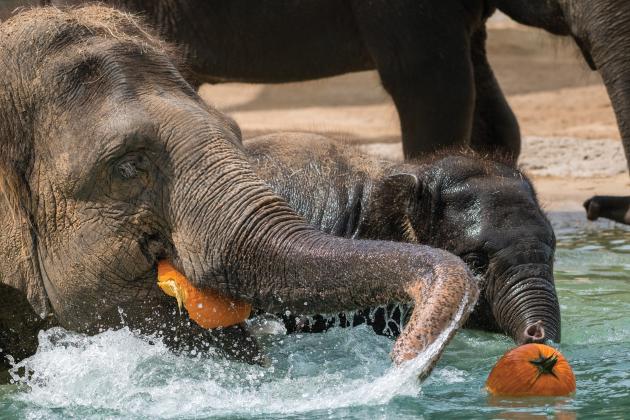 Elephants eating pumpkins