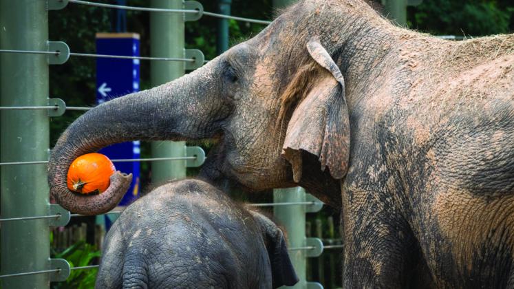 Elephants playing with pumpkins