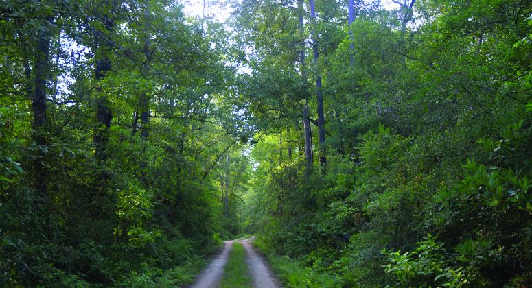 Big Thicket National Preserve 