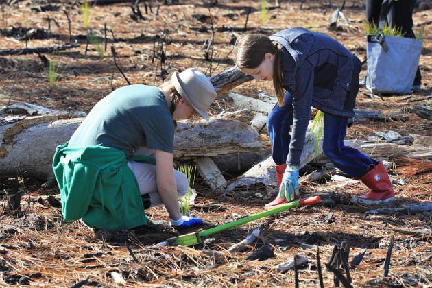 Big Thicket planting 