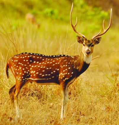Axis deer