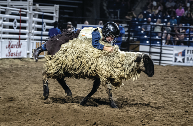 Mutton-bustin' (Photo by Chad Cooper)