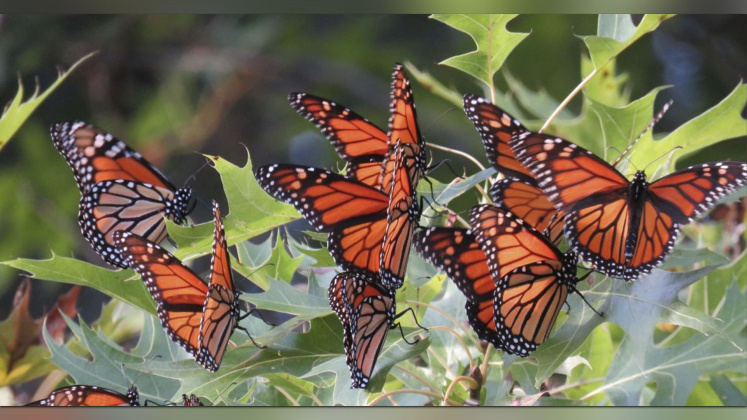 Monarchs