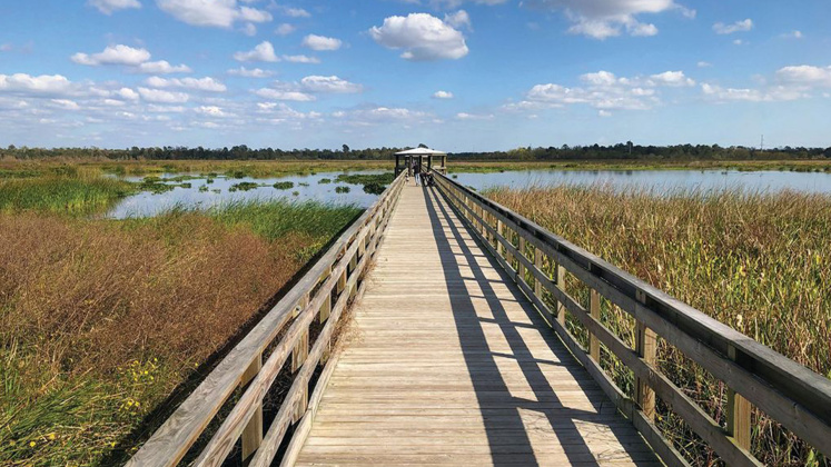 Cattail Marsh 