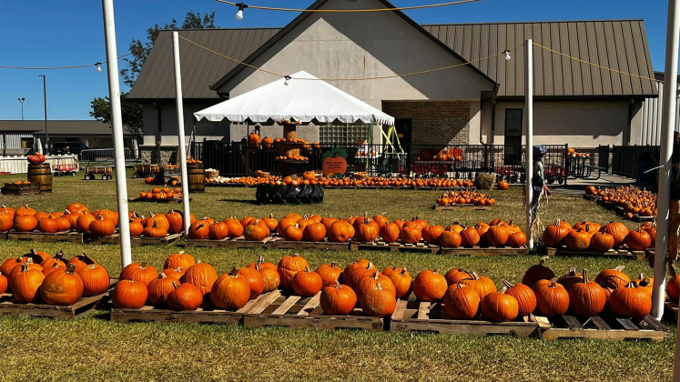 Wesley Methodist Pumpkin Patch, 3810 N Major Dr., Beaumont