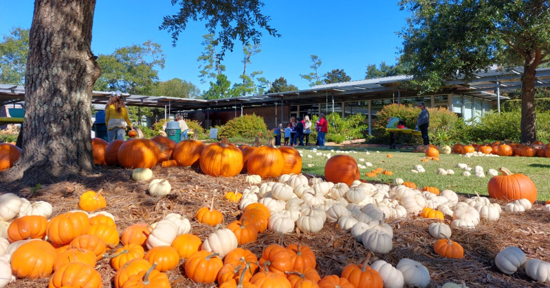 Autumn Fair
