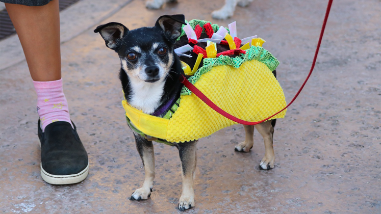 Dogtoberfest returns Saturday, Oct. 14