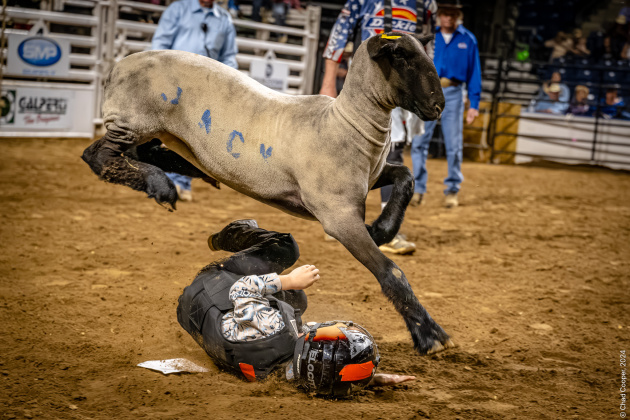 Mutton bustin (Photos by Chad Cooper)