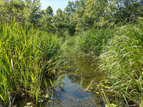 Residents living near the Adams Bayou watershed will be able to learn how to protect the stream and riparian ecosystems during an April 16 Texas Riparian and Stream Ecosystem Education Program workshop in Orange. (Alexander Neal/TWRI)