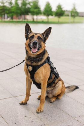 BPD K9 Drax. Courtesy photo.