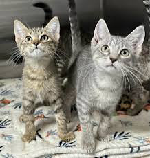 Kittens at Beaumont Animal Care